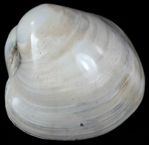 Polished Fossil Astarte Clam - Cretaceous #55292